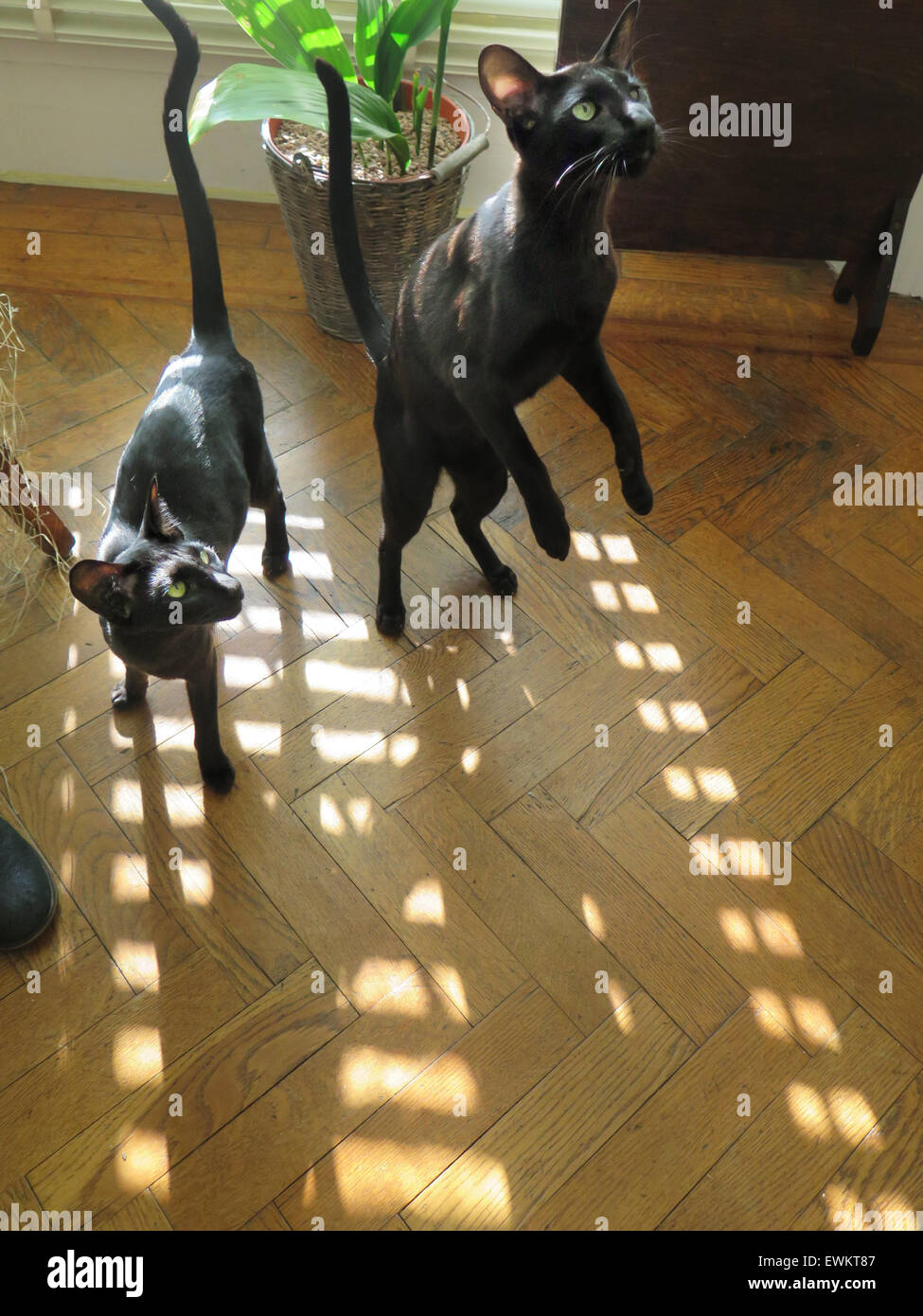 Black Oriental Siamese Kittens - one year old - on a sunny day on a parquet floor, standing on hind legs. Stock Photo