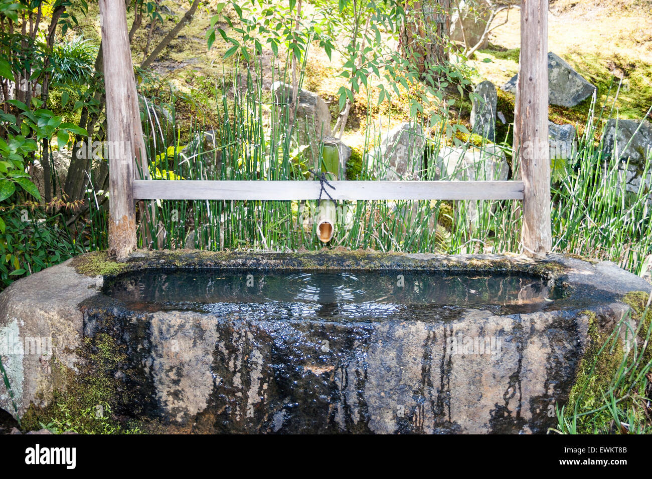 Stone basin with bamboo water pipe under wooden frame supporting small roof. A chozuya, also called Temizuya, the temple or shrine purification basin. Stock Photo