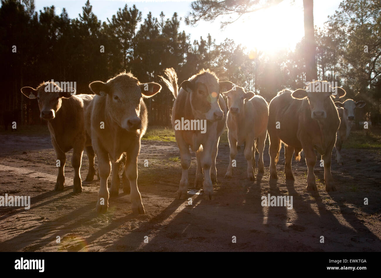 Grass fed cattle are lit by the late afternoon sun on a pasture near Ocala, Florida. Stock Photo