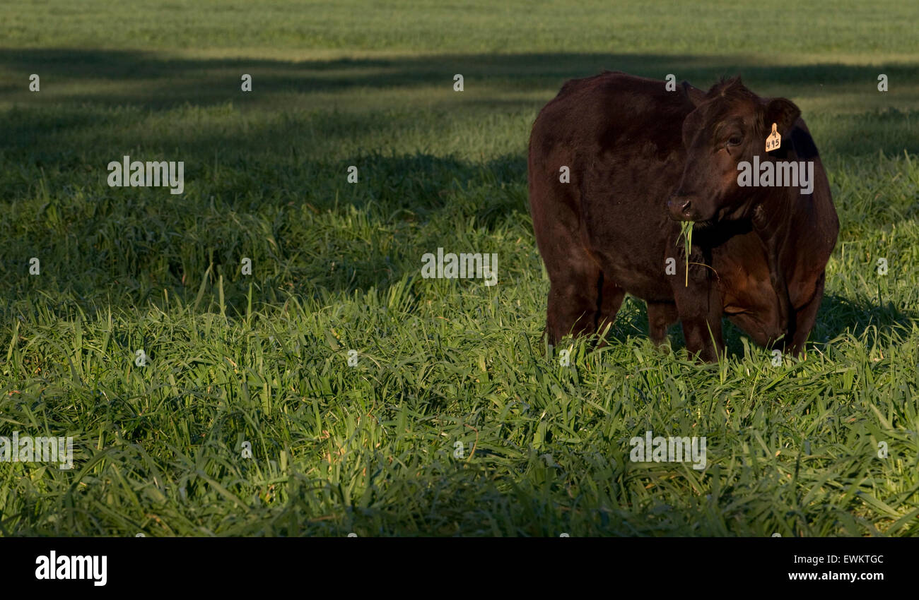 Grass fed cattle graze on a pasture near Ocala, Florida. Stock Photo