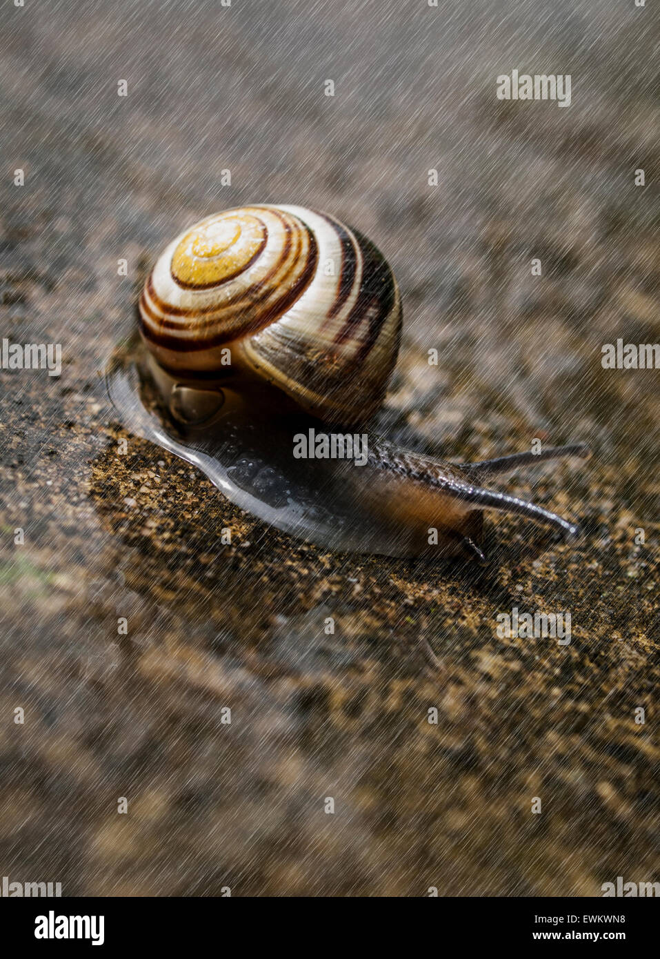Snail in rain macro Stock Photo Alamy