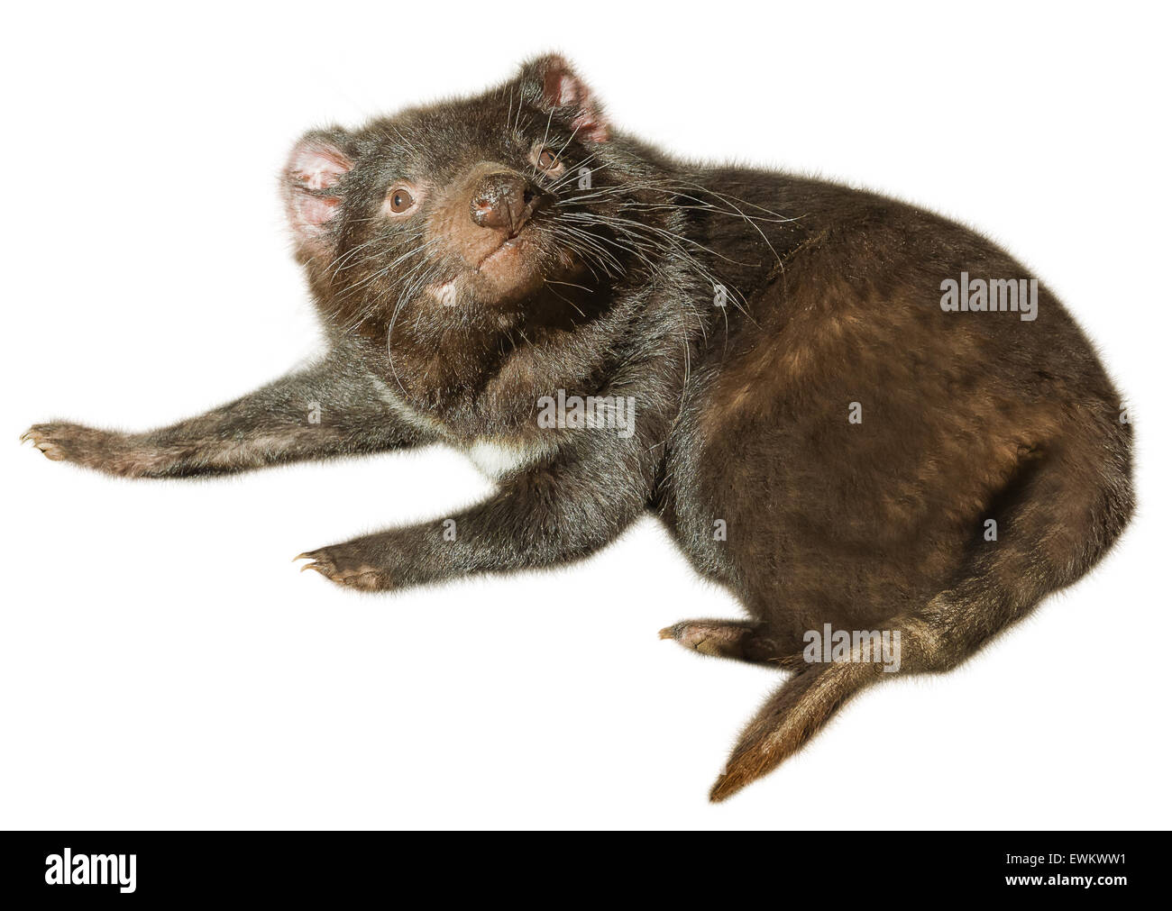 Tasmanian Devil Stock Photo