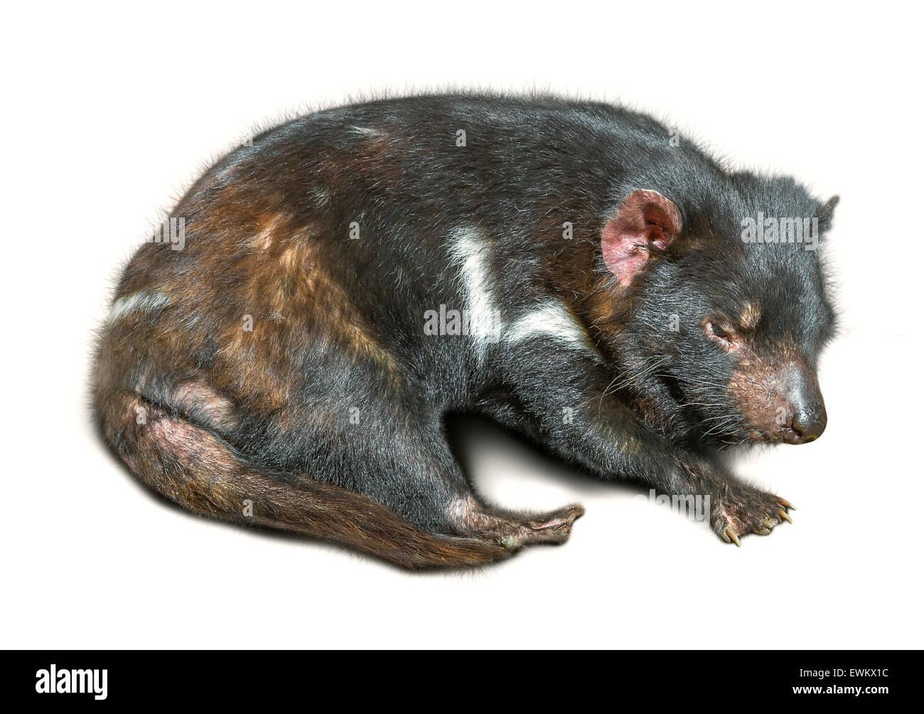 Tasmanian Devil sleeping Stock Photo