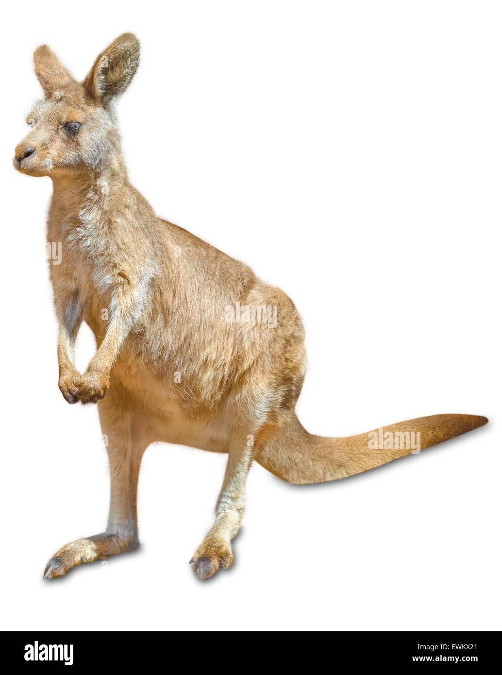 Australian brown kangaroo macropus rufus Cut Out Stock Images & Pictures Alamy
