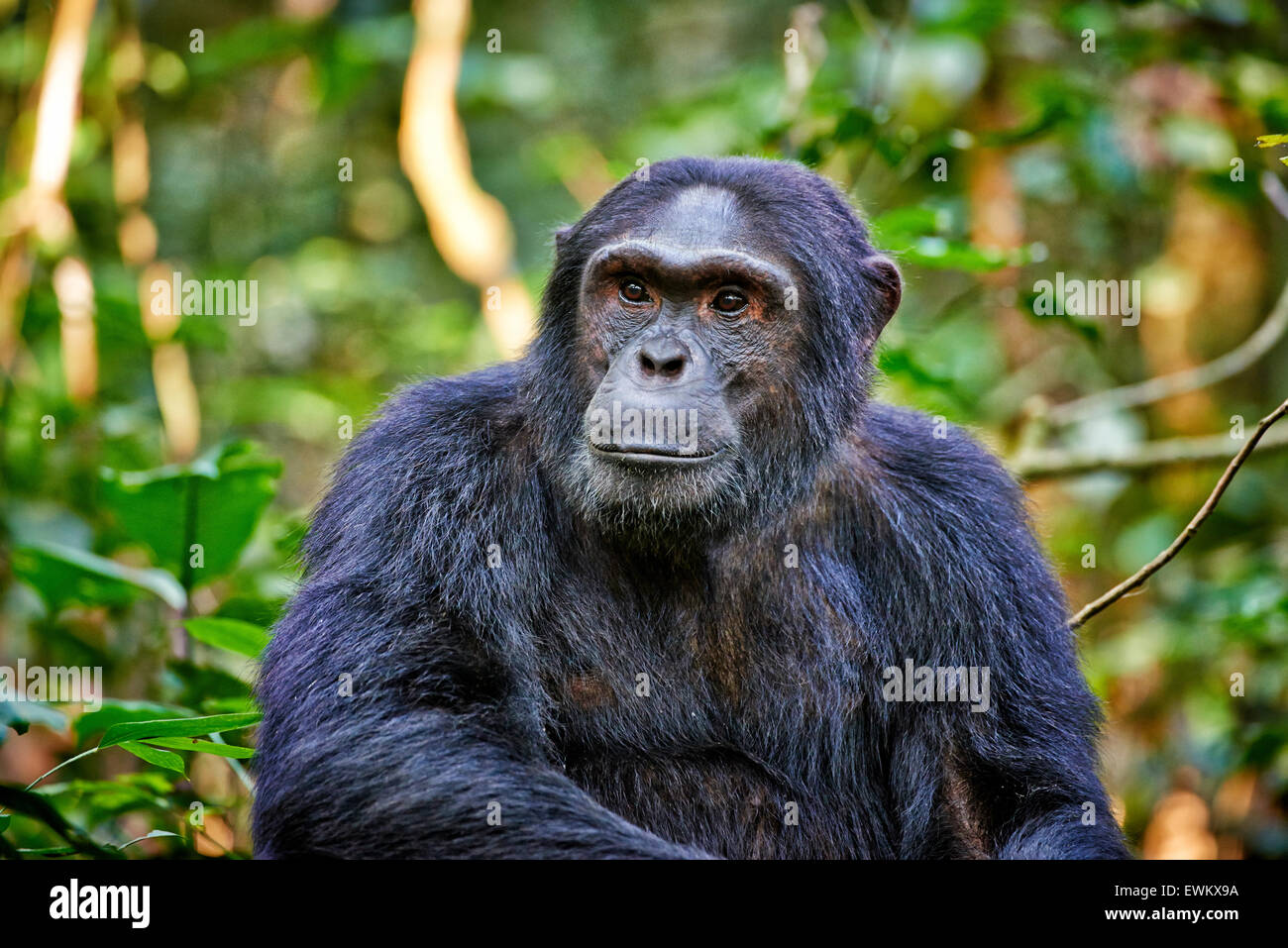 Common chimpanzee, Pan troglodytes, Kibale National Park, Fortl Portal, Uganda, Africa Stock Photo