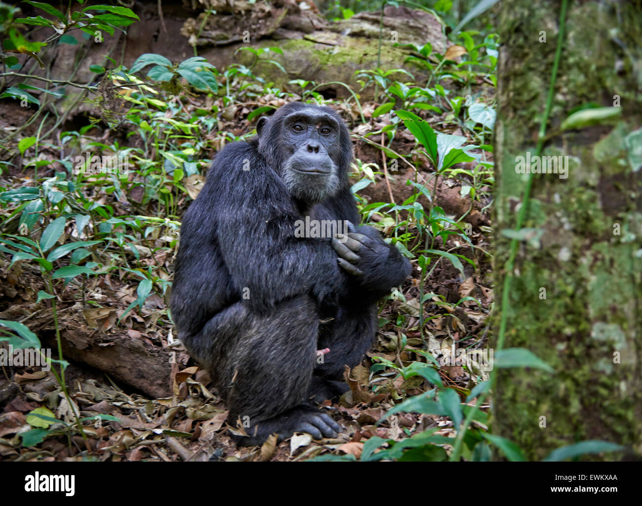 Common chimpanzee, Pan troglodytes, Kibale National Park, Fortl Portal, Uganda, Africa Stock Photo