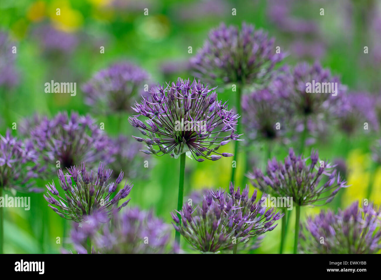 Allium Purple sensation ornamental onion flower Stock Photo