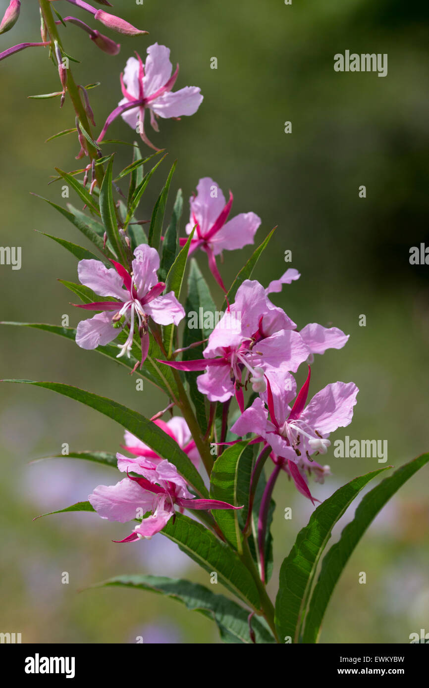 Summer flowers of the invasive fireweed, rose bay willow herb, Chamaenerion angustifolium 'Stahl Rose' Stock Photo