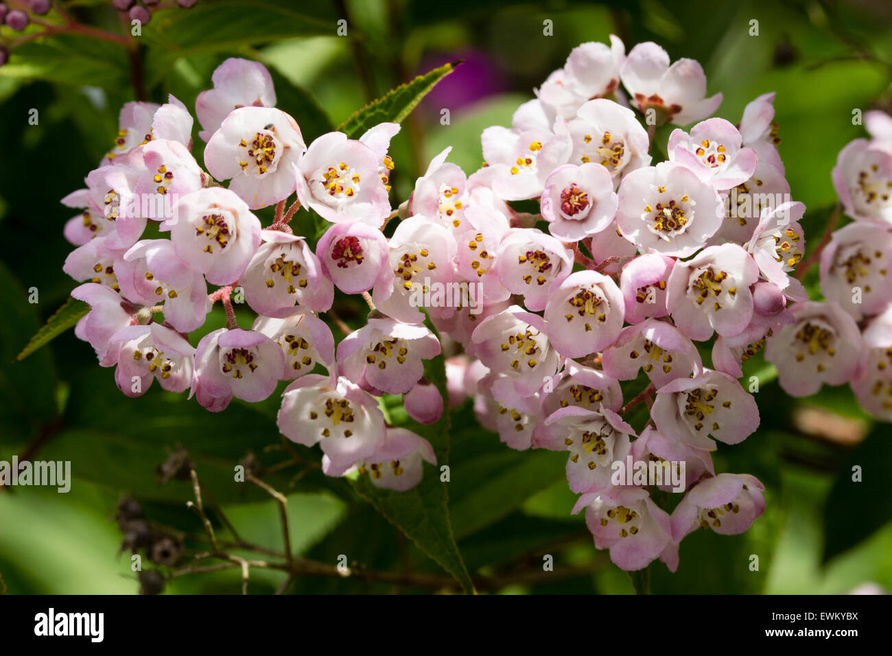 June flowers of the hardy shrub, Deutzia compacta 'Lavender Time' Stock Photo