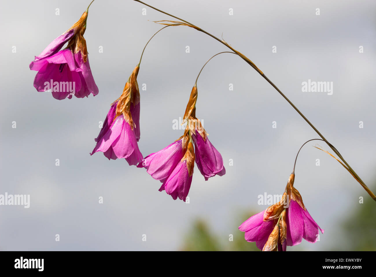 Dangling flowers of the Angel's fishing rod, Dierama pulcherrimum, against a cloudy sky Stock Photo