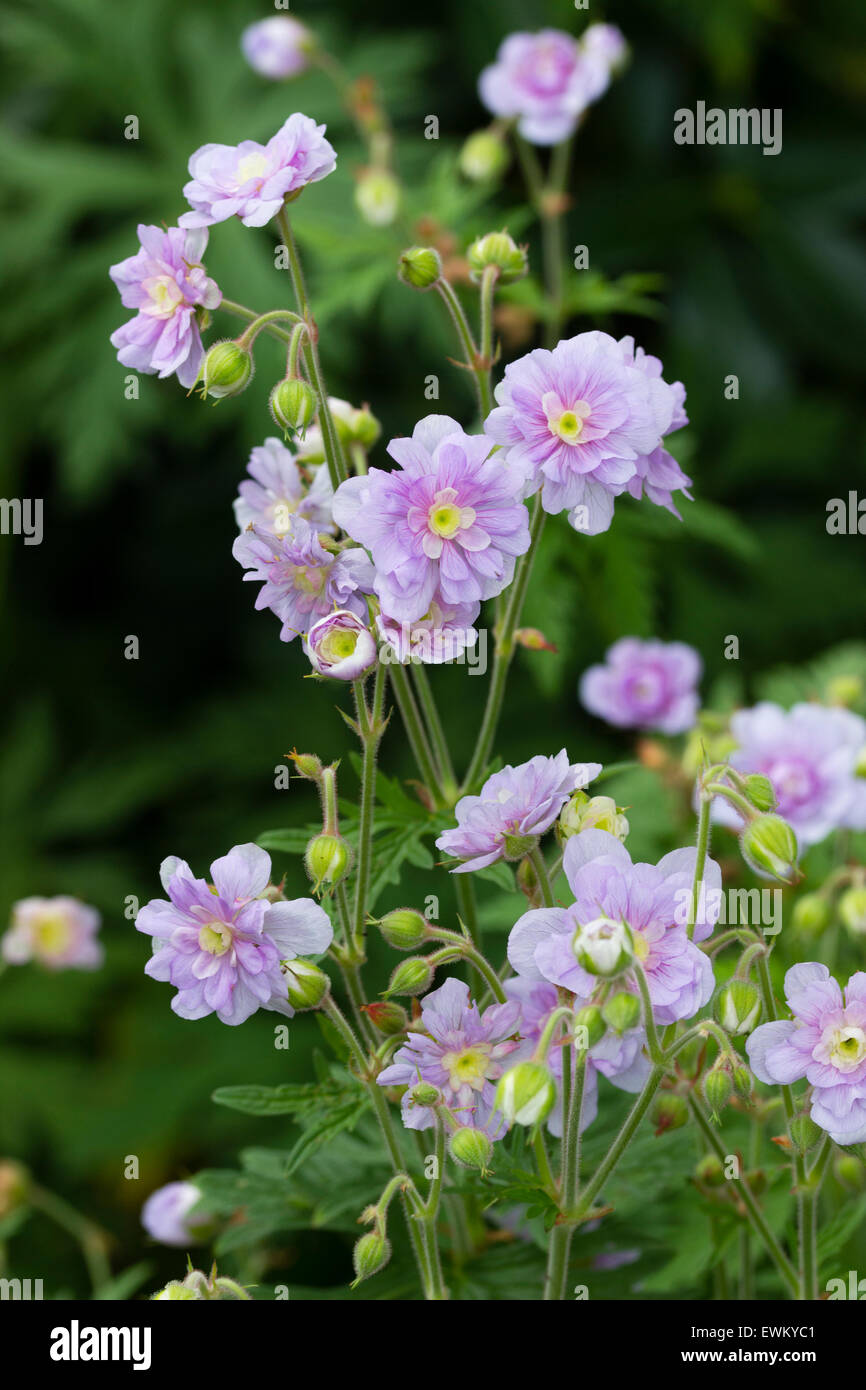 Double flowered form of the meadow cranesbill, Geranium pratense 'Summer Skies' Stock Photo