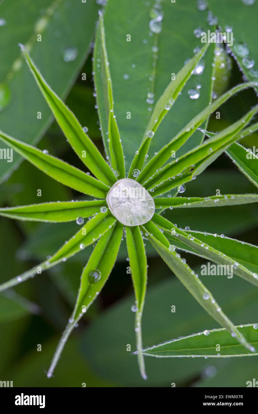Lupins leaves in rain shower May Stock Photo