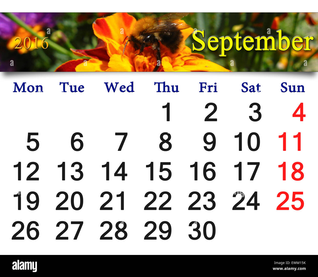 calendar for September 2016 with image of flowers of tagetes. Calendar ...