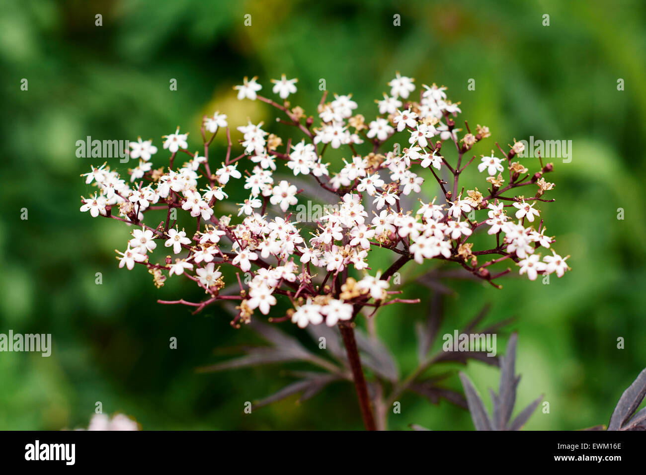 Tiny pink flowes of a purple elderberry bush Stock Photo