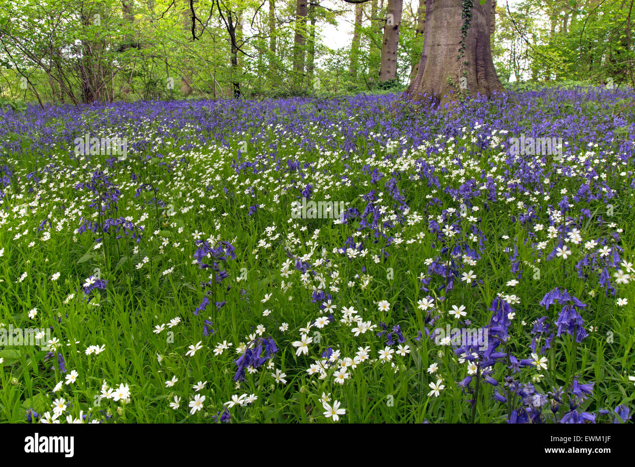 Bluebells and Greater Stitchwort Stellaria holostea in May Stock Photo