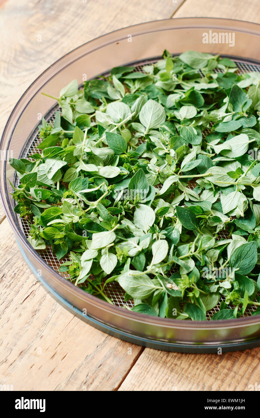 Oregano leaves on the drying rack of a dehydrator. Stock Photo