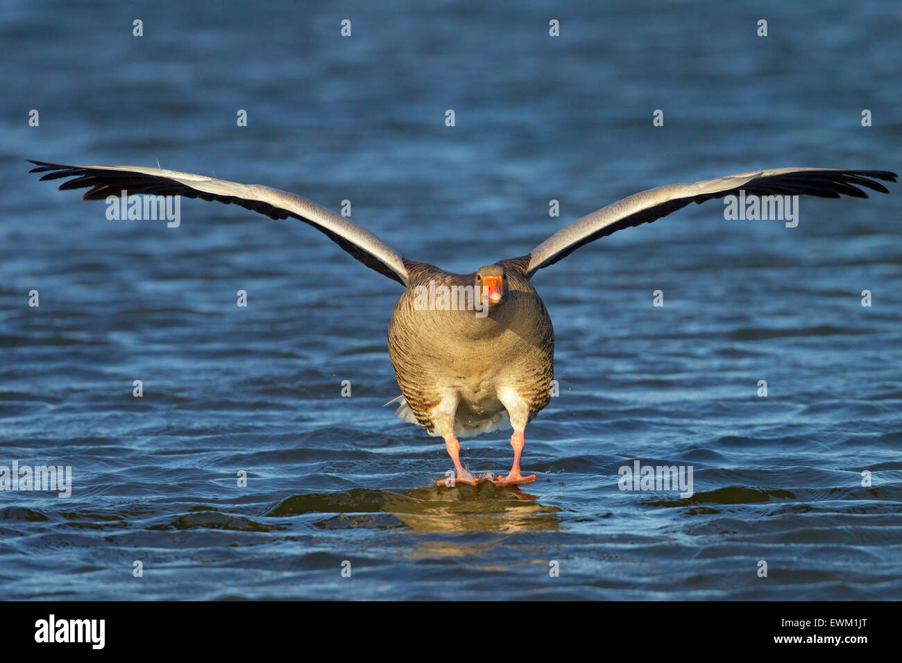 Greylag Goose Anser anser landing on water Stock Photo