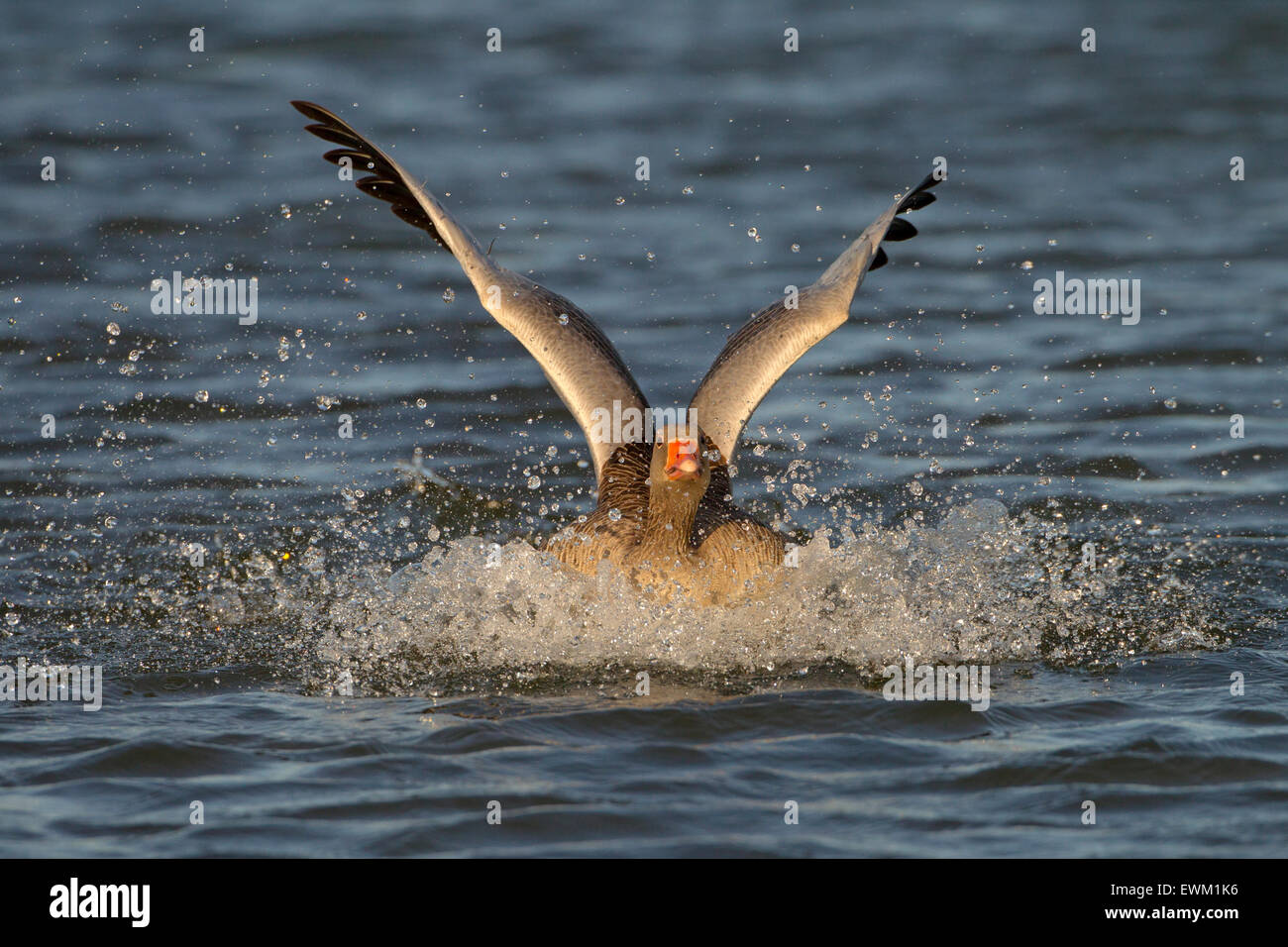 Greylag Goose Anser anser landing on water Stock Photo