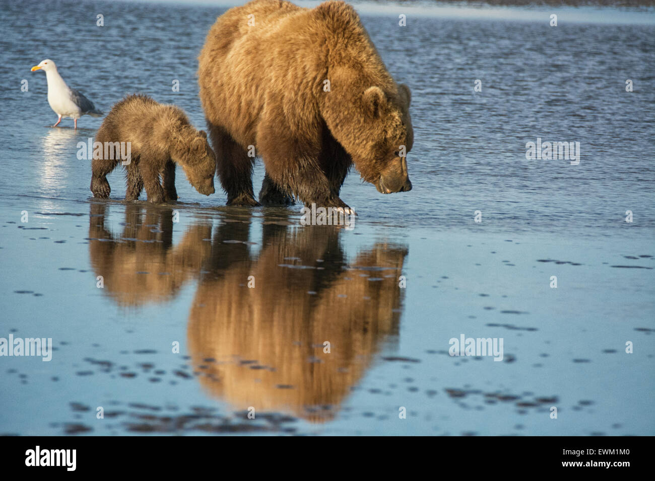 Two Grizzly Bears, Mother and Spring Cub, Ursus arctos, clamming in the tidal flats of the Cook Inlet, Alaska, USA Stock Photo