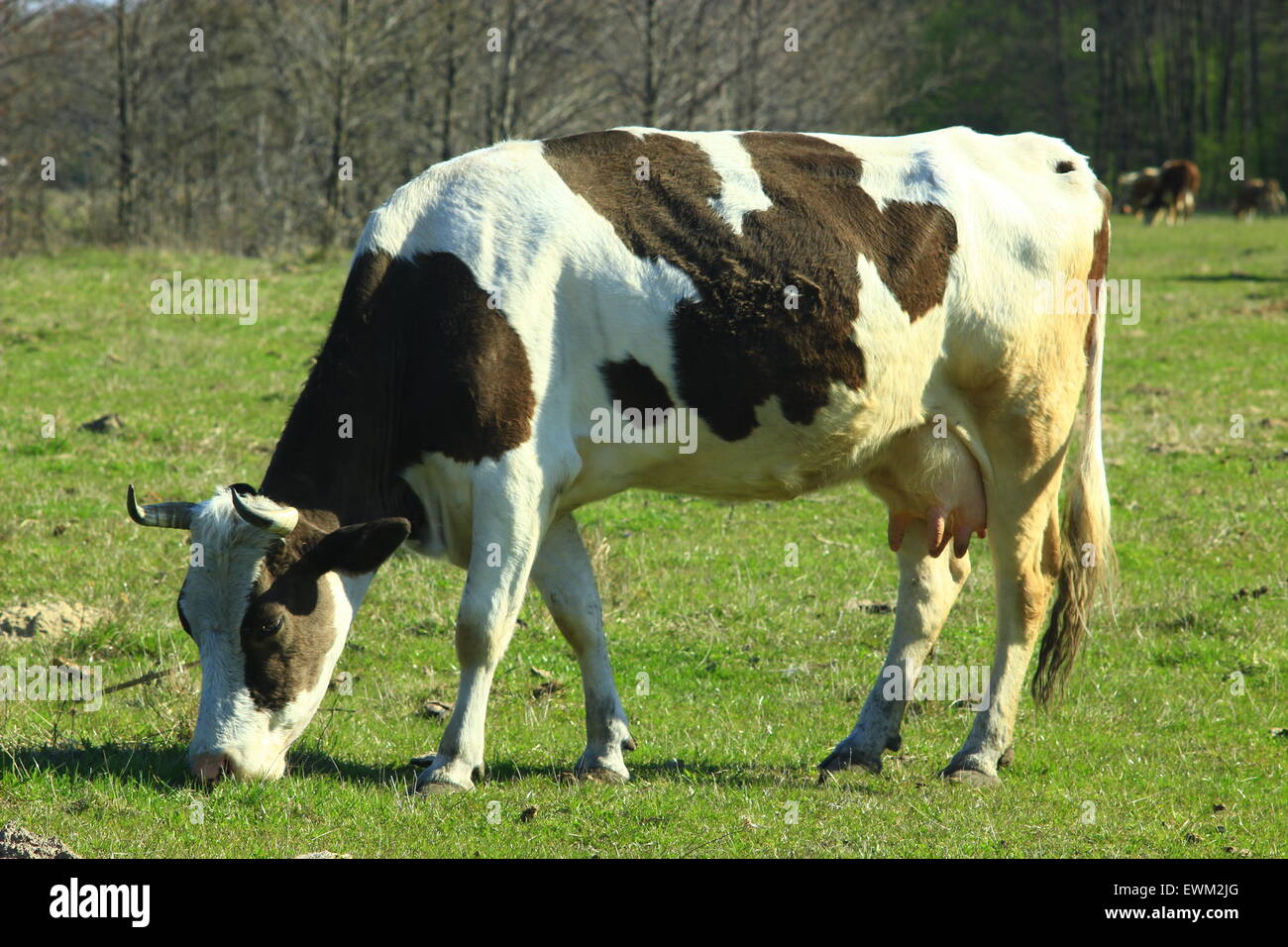 cow grazing on the green grass of the pasture Stock Photo - Alamy