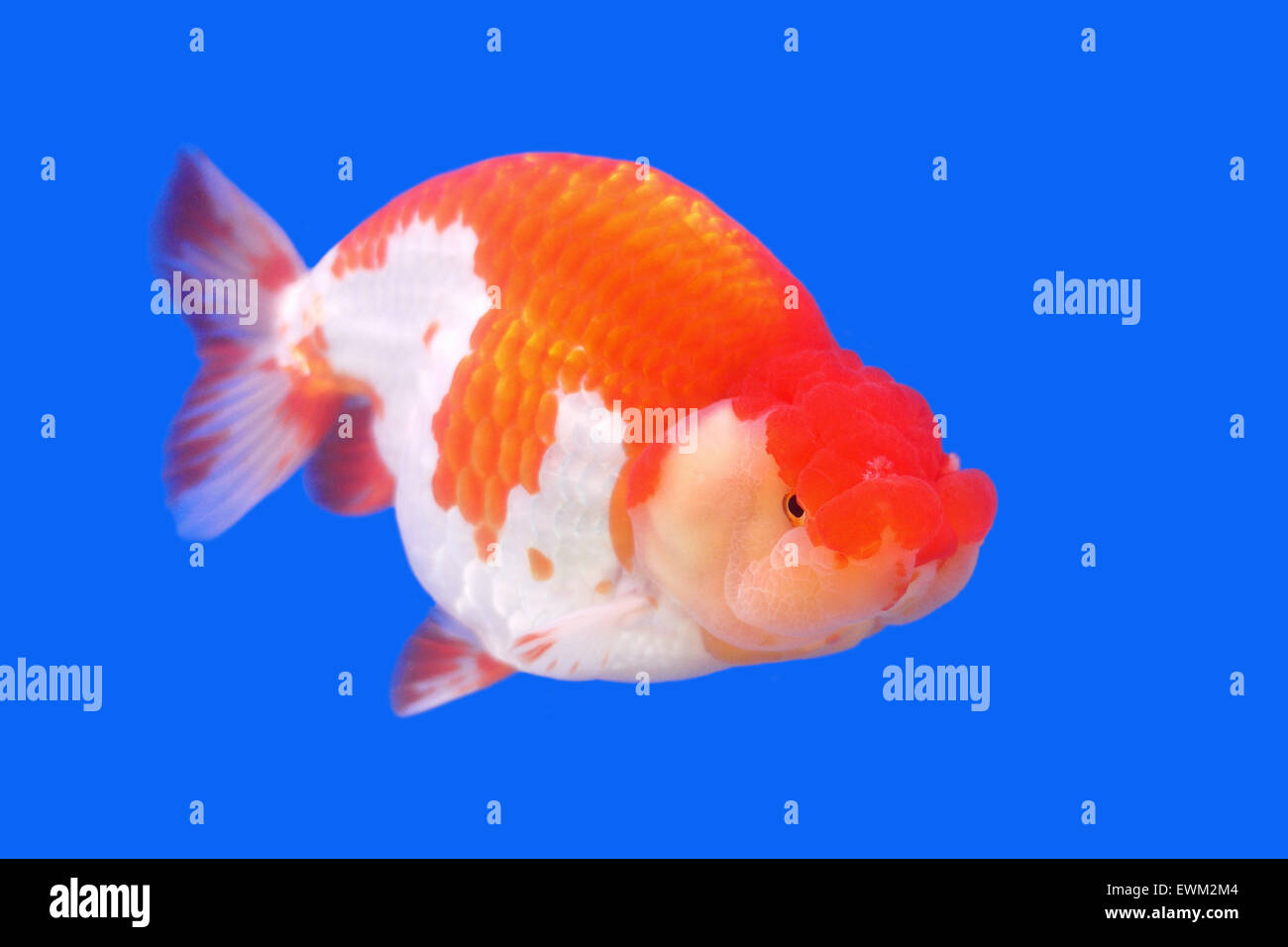 beautiful ranchu or lion head goldfish in fish tank Stock Photo