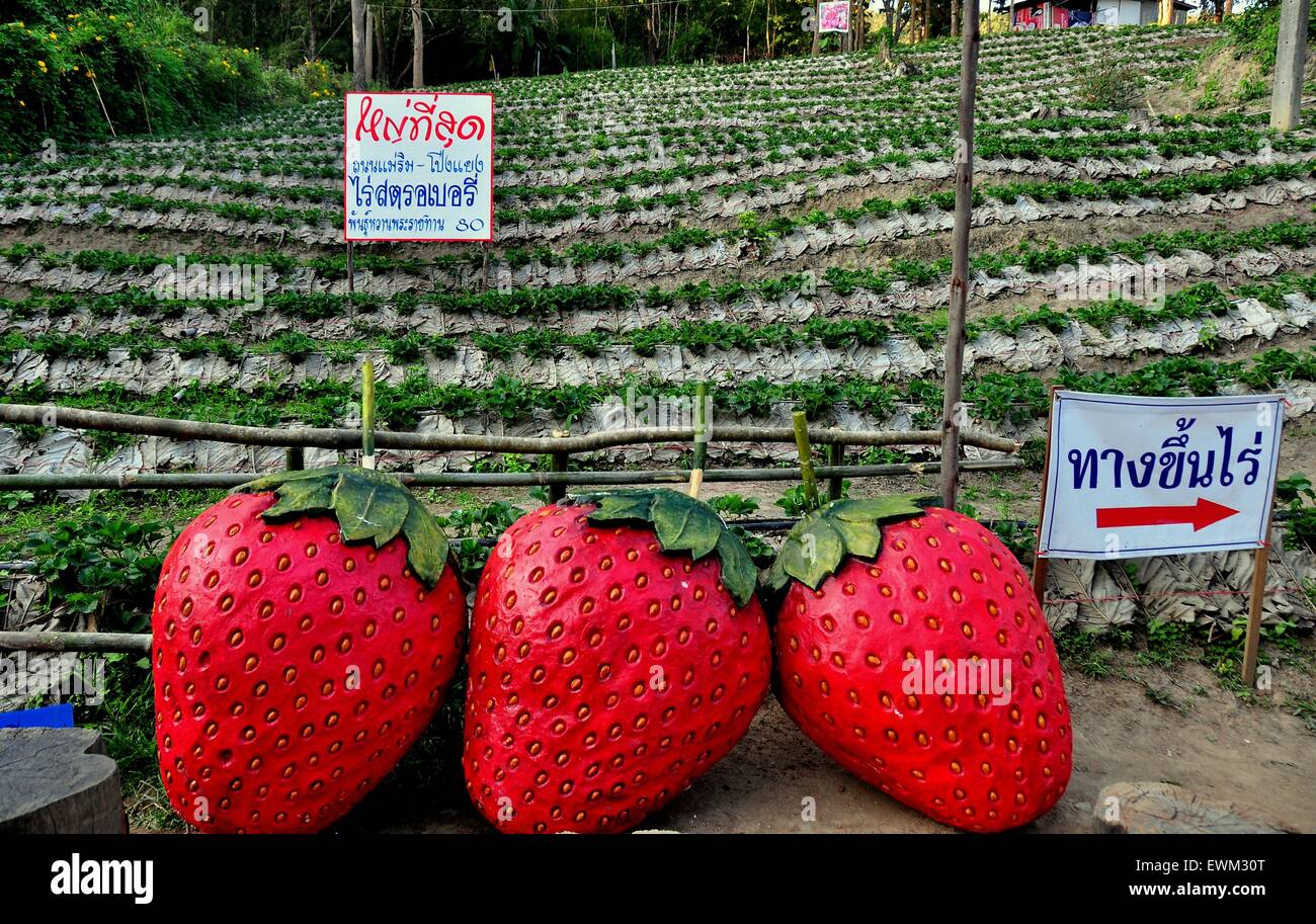 Chiang Mai, Thailand:  Three red strawberries in front of multiple rows of growing plants at the Mae Rim Strawberry Plantation Stock Photo