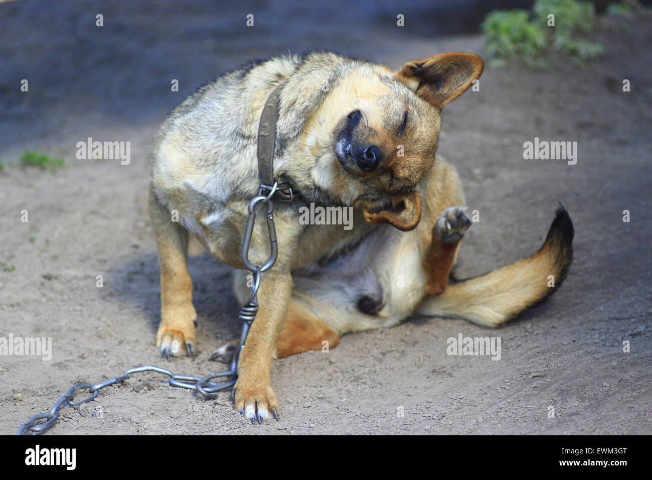 What Does It Mean When Dogs Are Tied