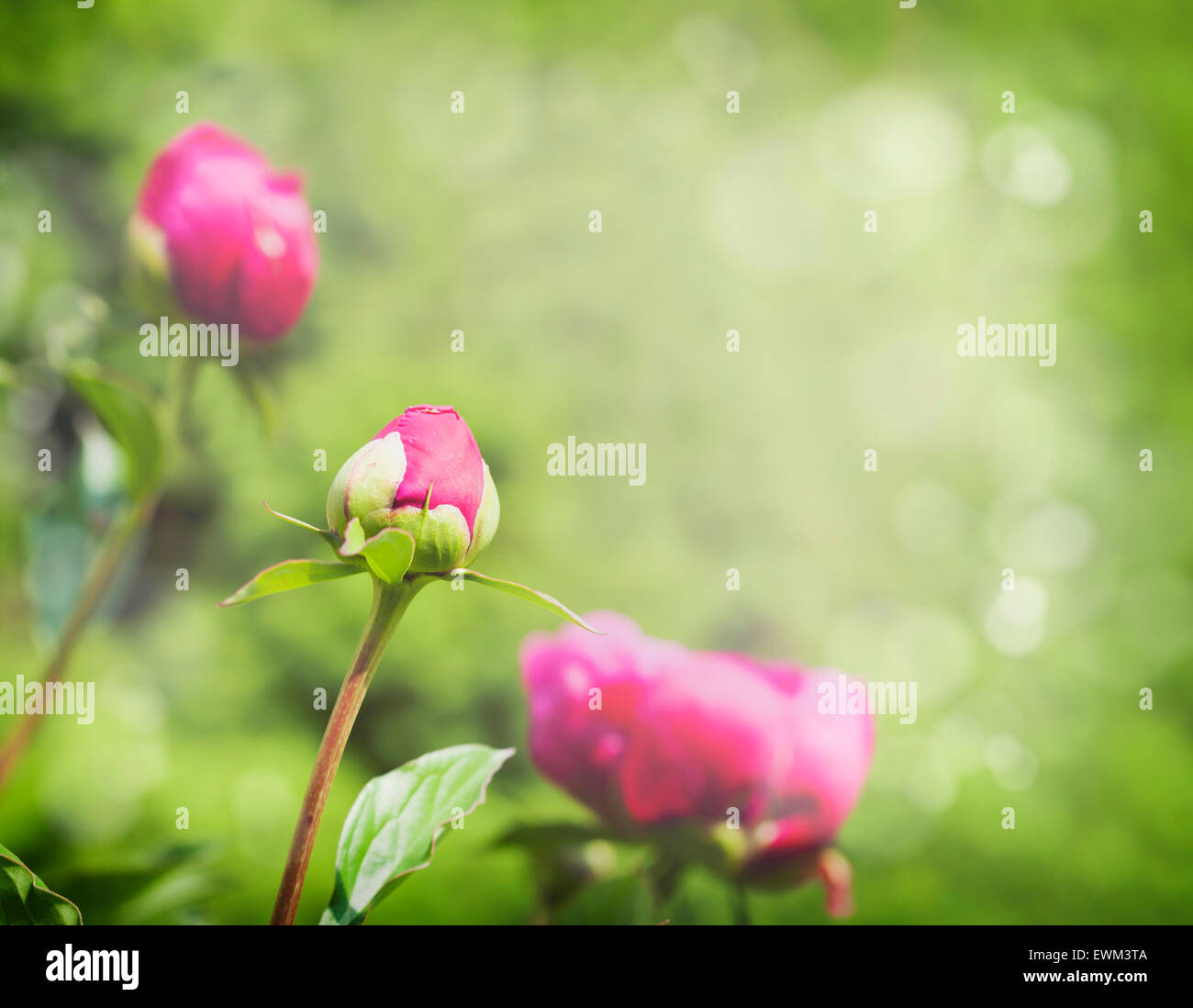 Peony on blurred garden background Stock Photo