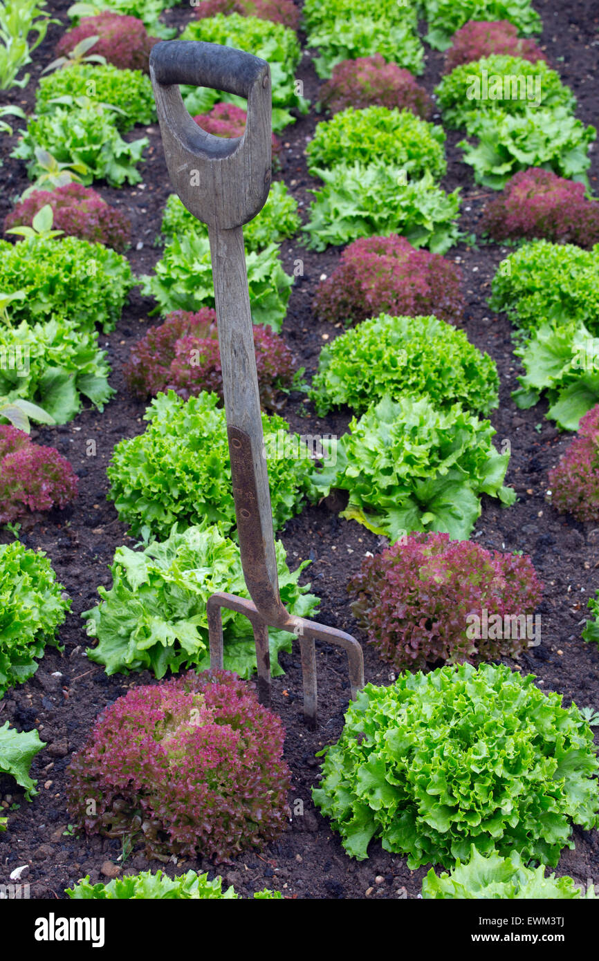 Lettuce varieties cos and lollo rosso in decorative vegetable patch Stock Photo