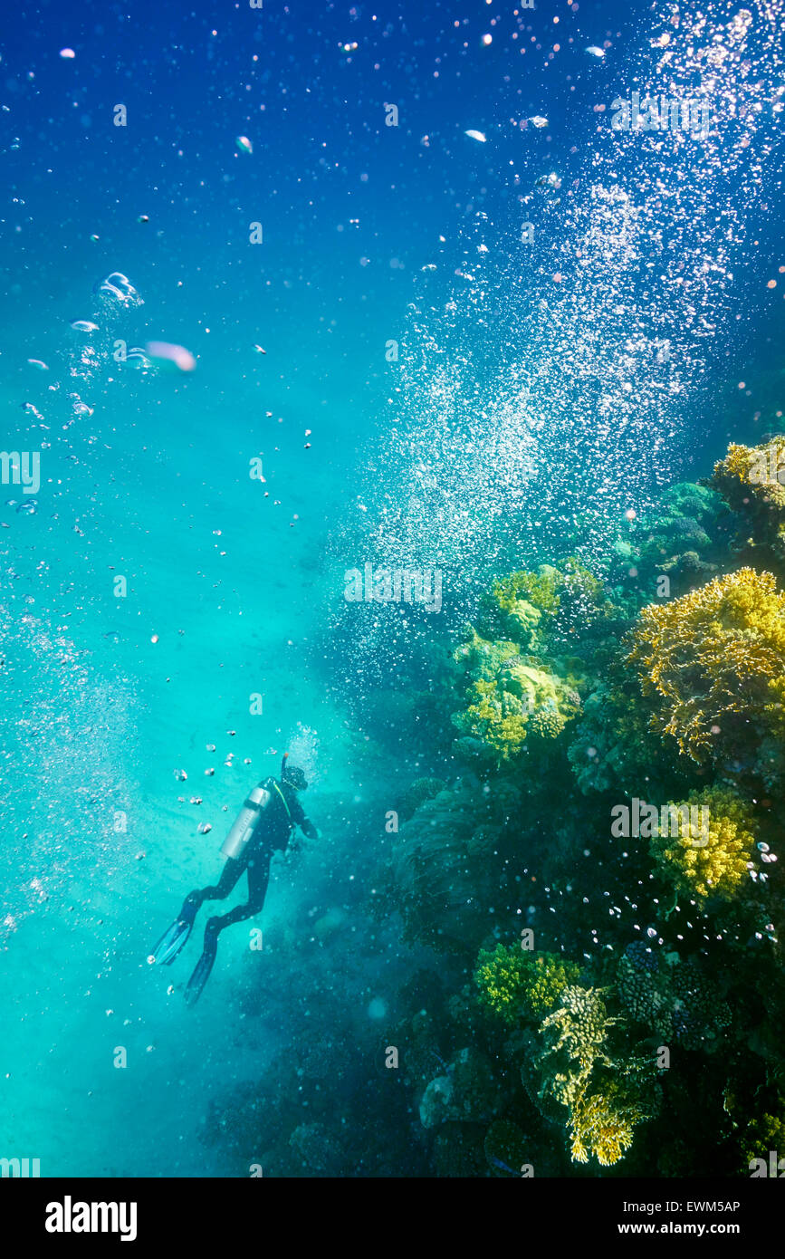 Single scuba diver, Marsa Alam Reef, Red Sea, Egypt Stock Photo