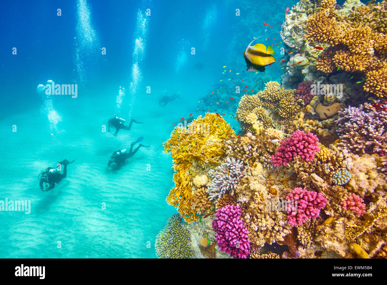 Underwater view at divers and reef, Marsa Alam, Red Sea, Egypt Stock Photo