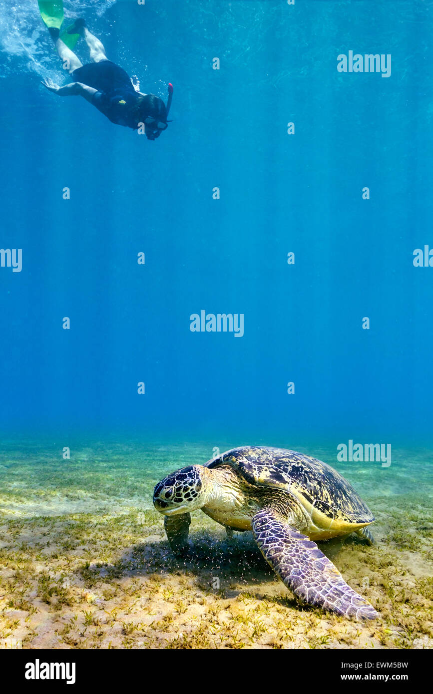 Woman snorkeling to the Sea Turtle, Marsa Alam, Red Sea, Egypt Stock Photo