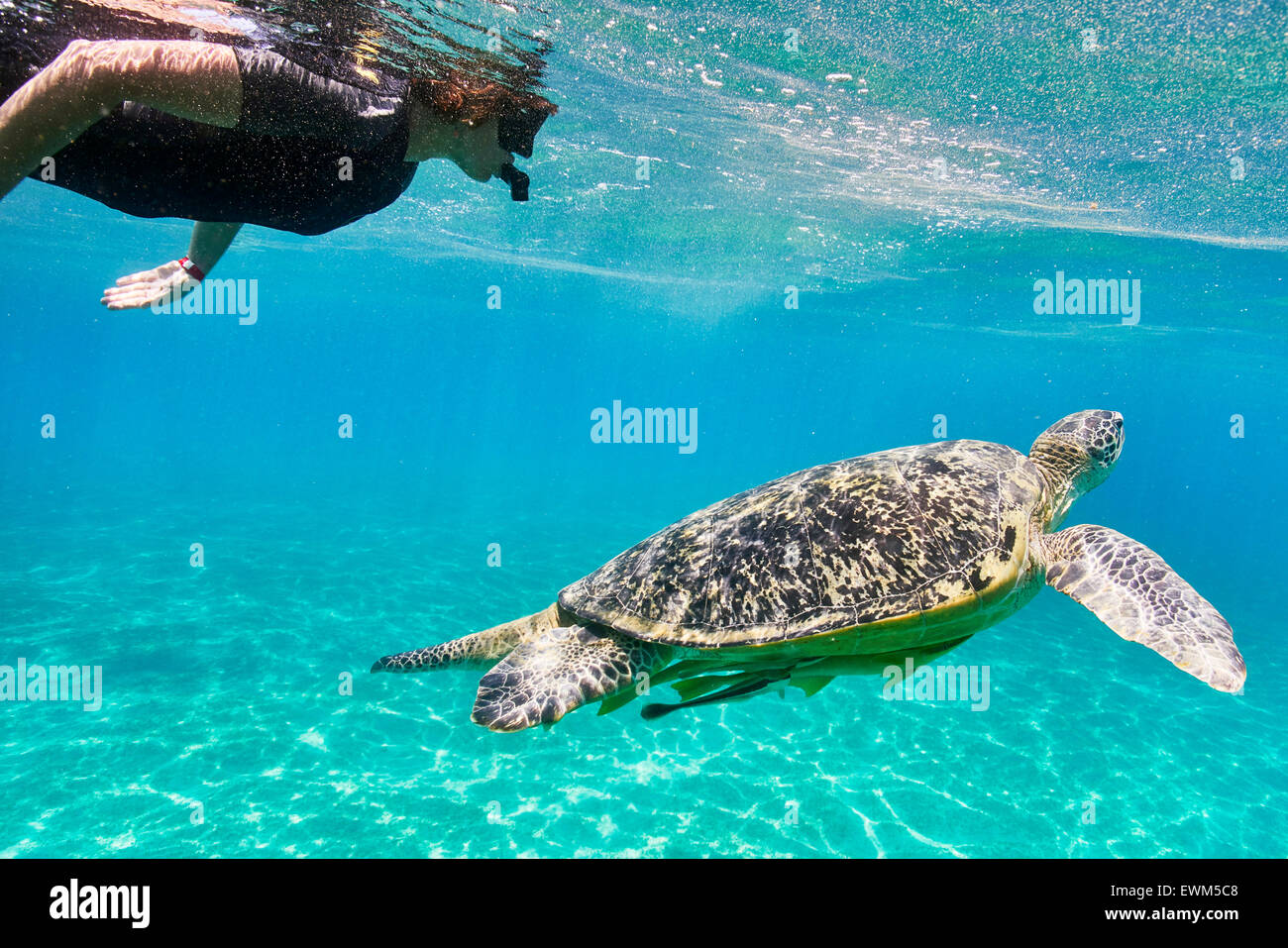 Marsa Alam - woman snorkeling close to the Sea Turtle, Red Sea, Egypt Stock Photo