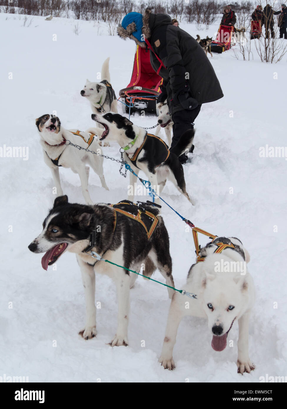 Petting siberian huskies lined up before sledding in the snow covered landscape Stock Photo