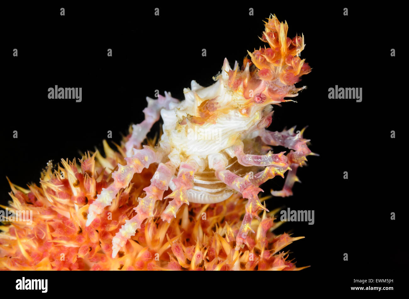 Soft coral crab, Hoplophrys oatesii, Anilao, Batangas, Philippines, Pacific Stock Photo