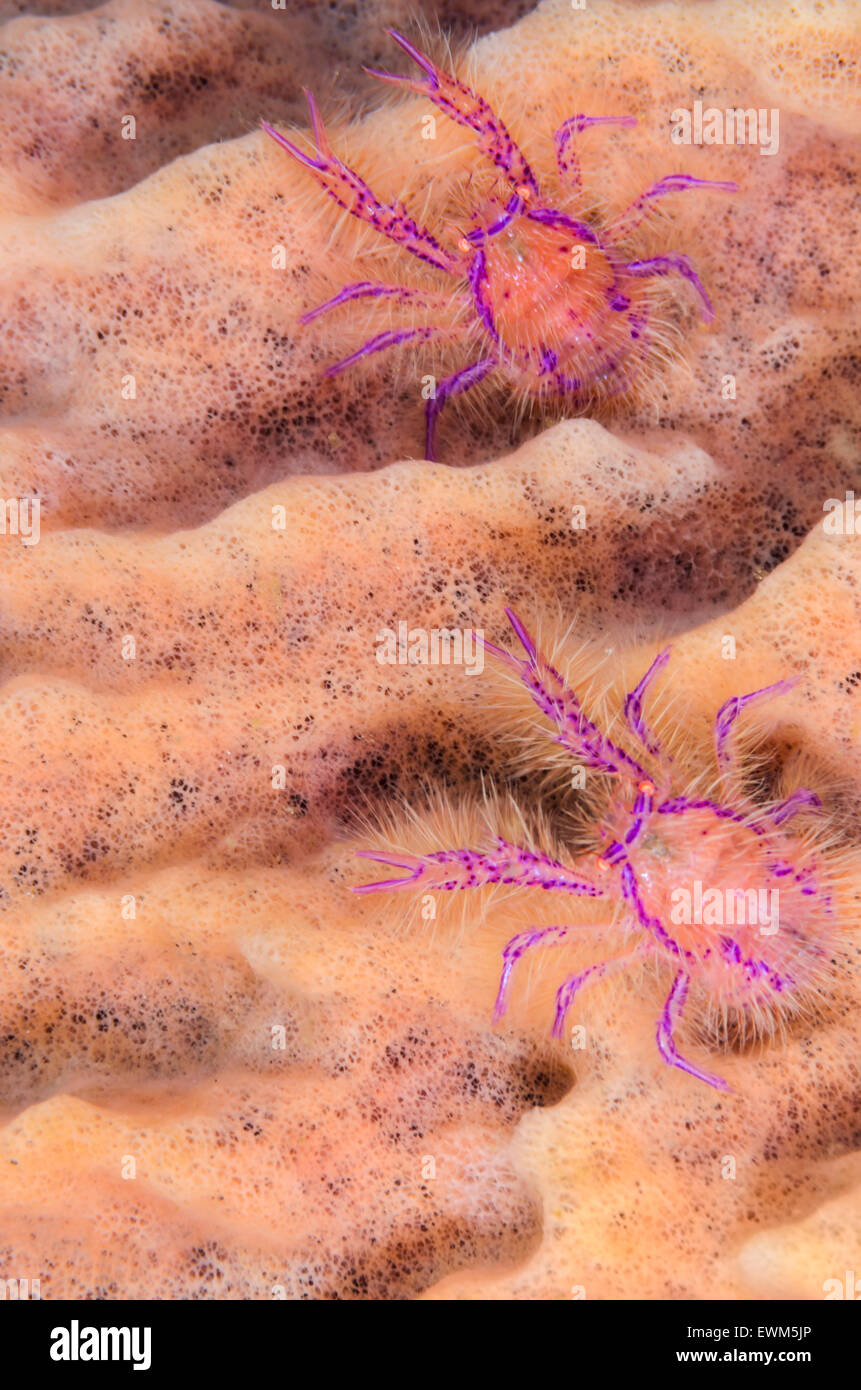 Hairy squat lobster, Lauriea siagiani, Anilao, Batangas, Philippines