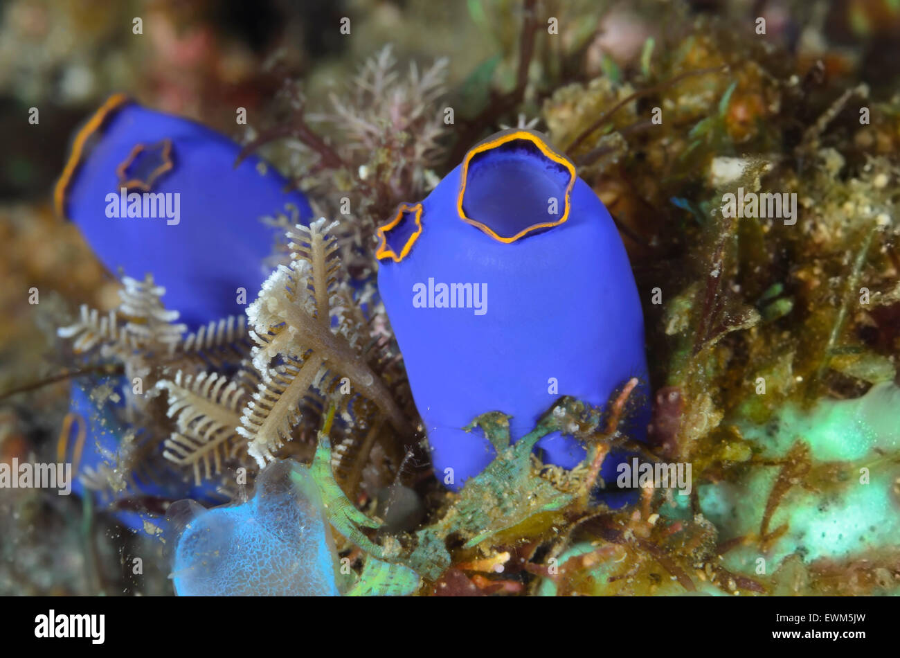 Blue tunicates, Rhopalaea sp., Anilao, Batangas, Philippines, Pacific Stock Photo