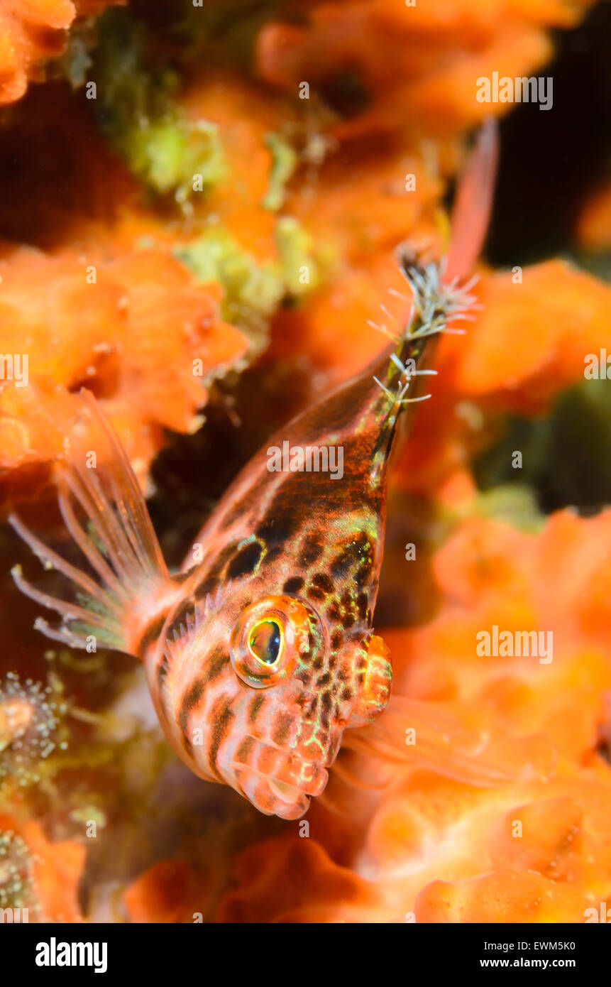 Threadfin hawkfish, Cirrhitichthys aprinus, Anilao, Batangas