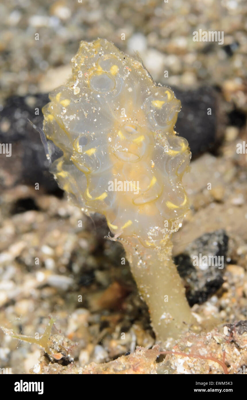 Scycozoa tunicate, Scycozoa sp., Anilao, Batangas, Philippines, Pacific Stock Photo