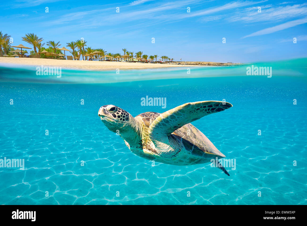 Marsa Alam - underwater view at Sea Turtle, Red Sea, Egypt Stock Photo