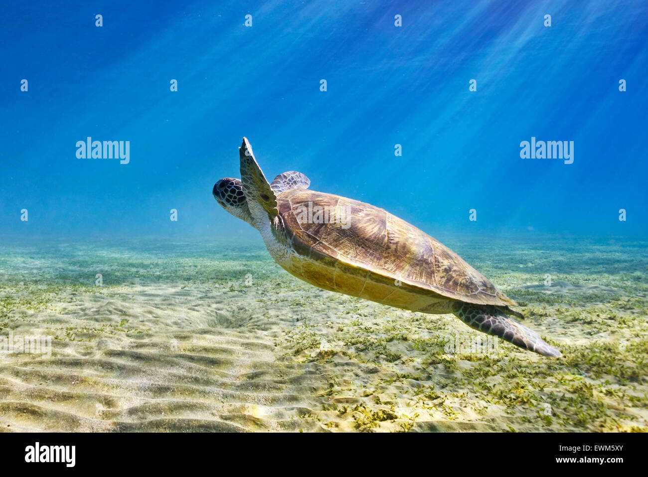 Underwater view at Sea Turtle, Marsa Alam, Red Sea, Egypt Stock Photo