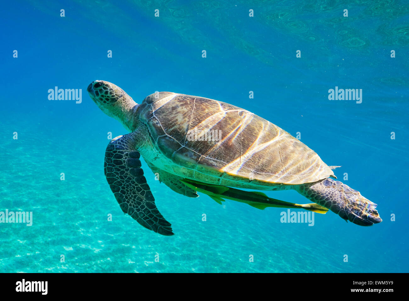 Underwater view at Sea Turtle, Red Sea, Egypt Stock Photo