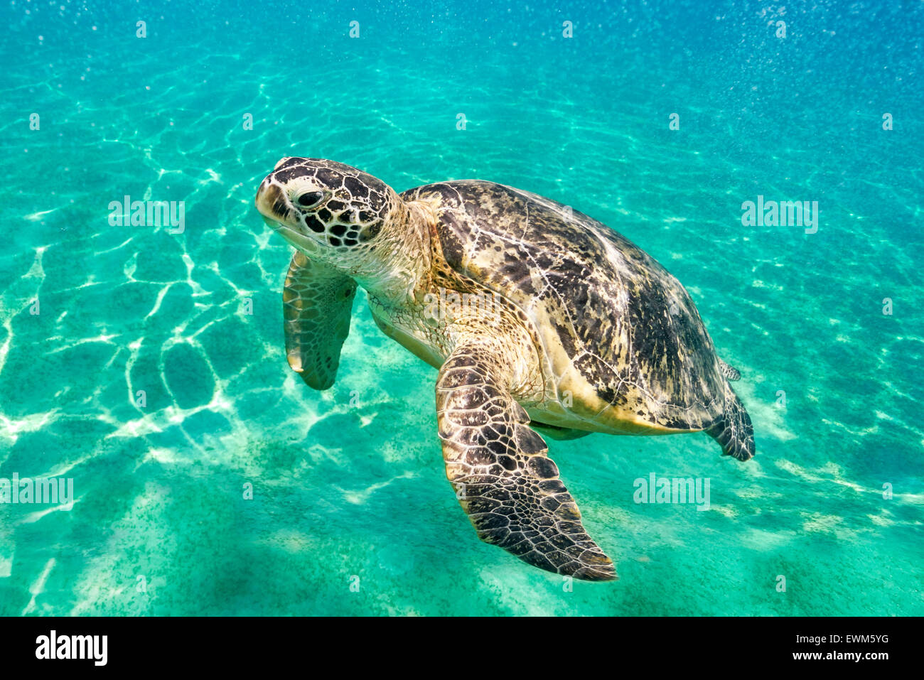 Underwater view at Sea Turtle, Marsa Alam, Red Sea, Egypt Stock Photo