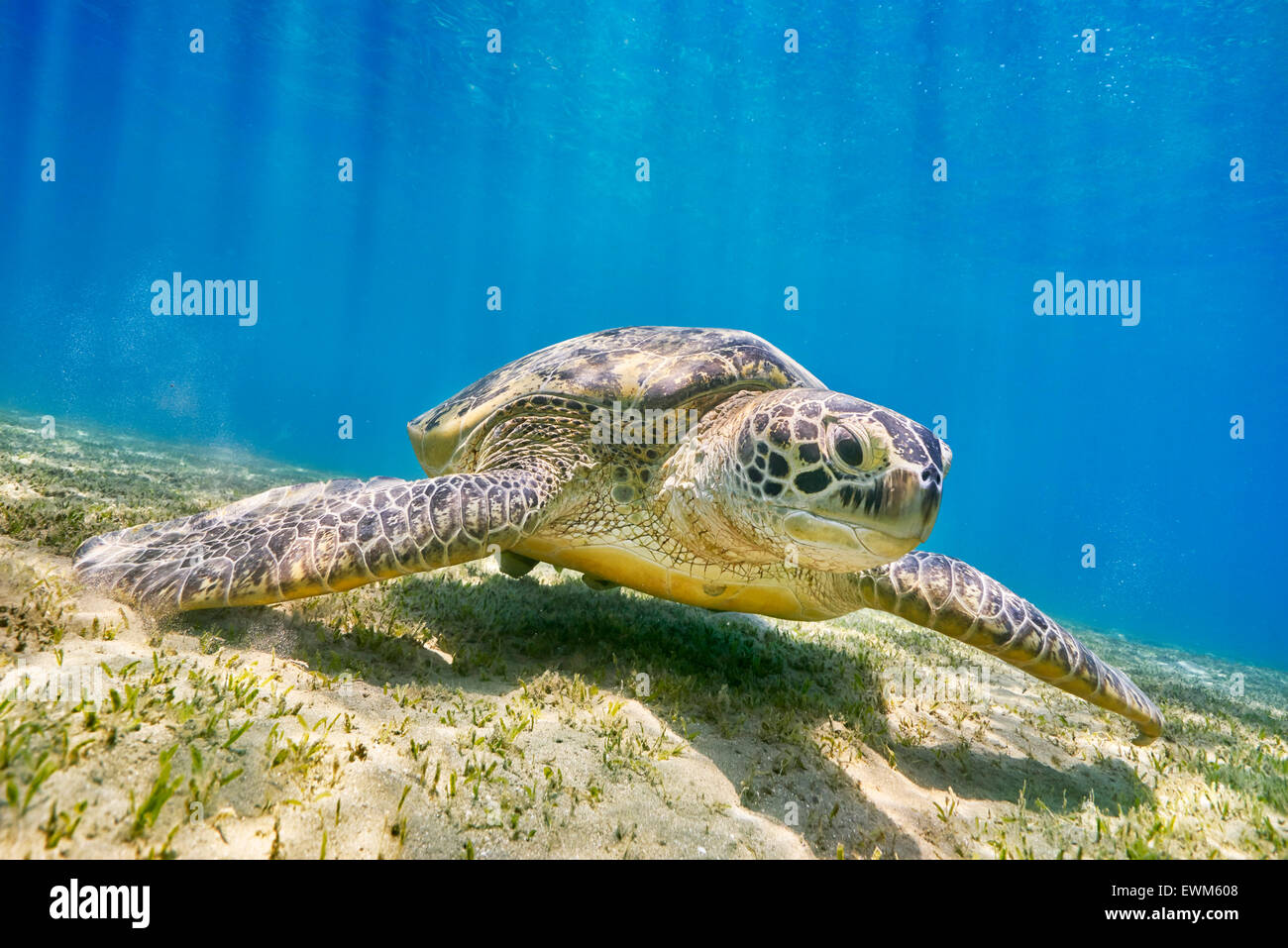 Marsa Alam - grazing Sea Turtle, Red Sea, Egypt Stock Photo