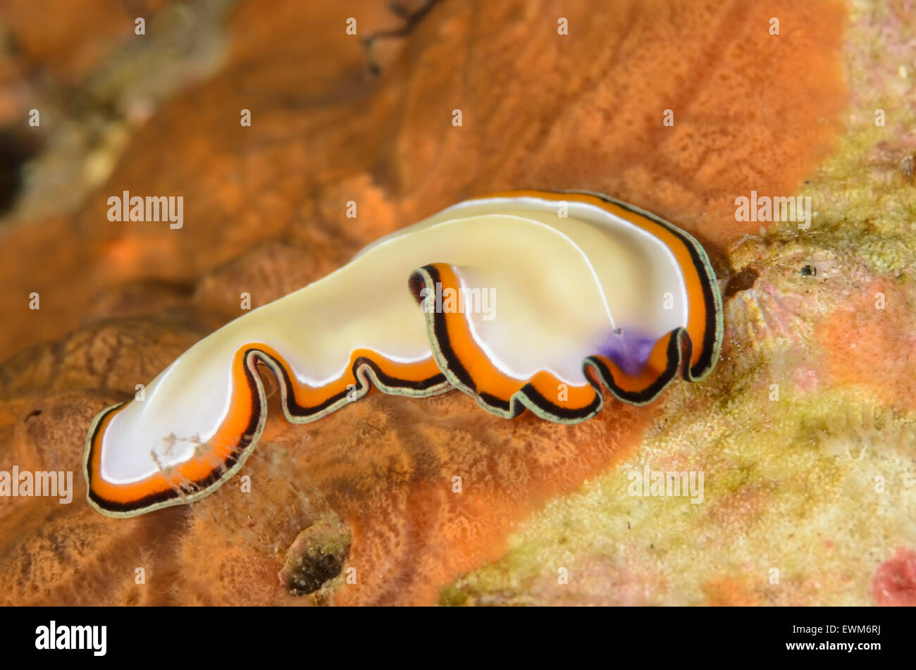 Marine flatworm, Pseudoceros bimarginatus, Anilao, Batangas, Philippines, Pacific Stock Photo