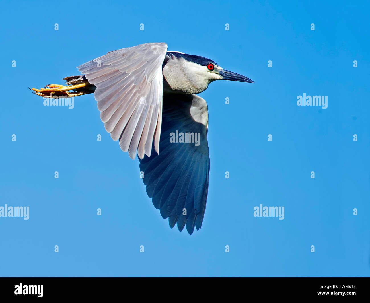 Black-crowned Night Heron in flight Stock Photo