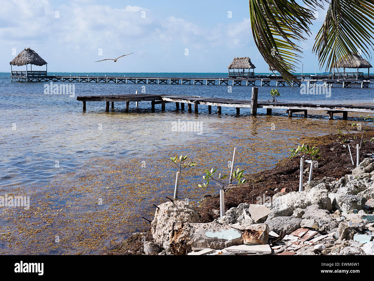 Juvenile mangrove trees being protected by tubing in the waters of Ambergris, Belize. Belizeans are taking it upon themselves to Stock Photo