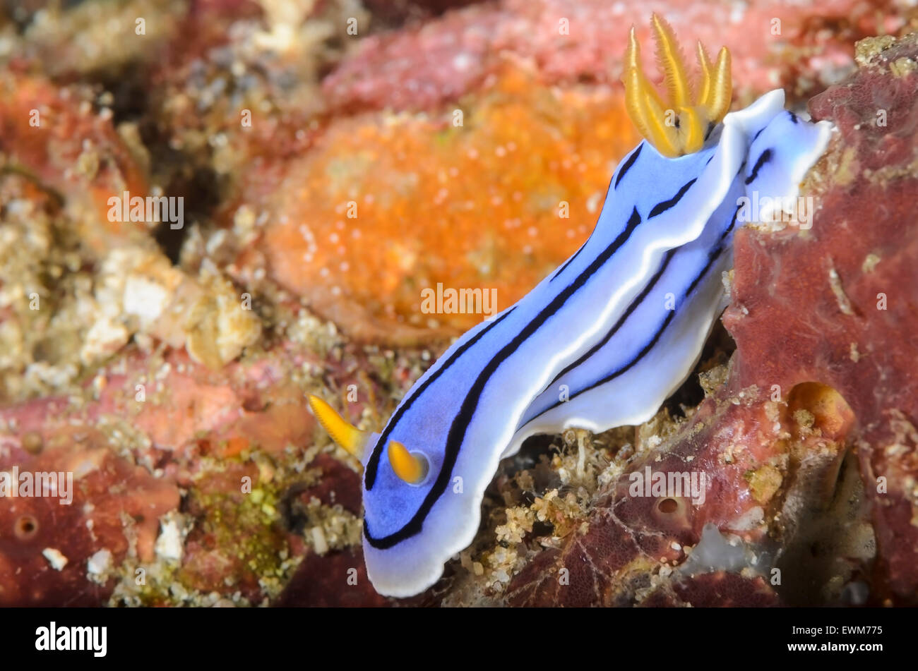 sea slug or nudibranch, Chromodoris sp., Anilao, Batangas, Philippines, Pacific Stock Photo