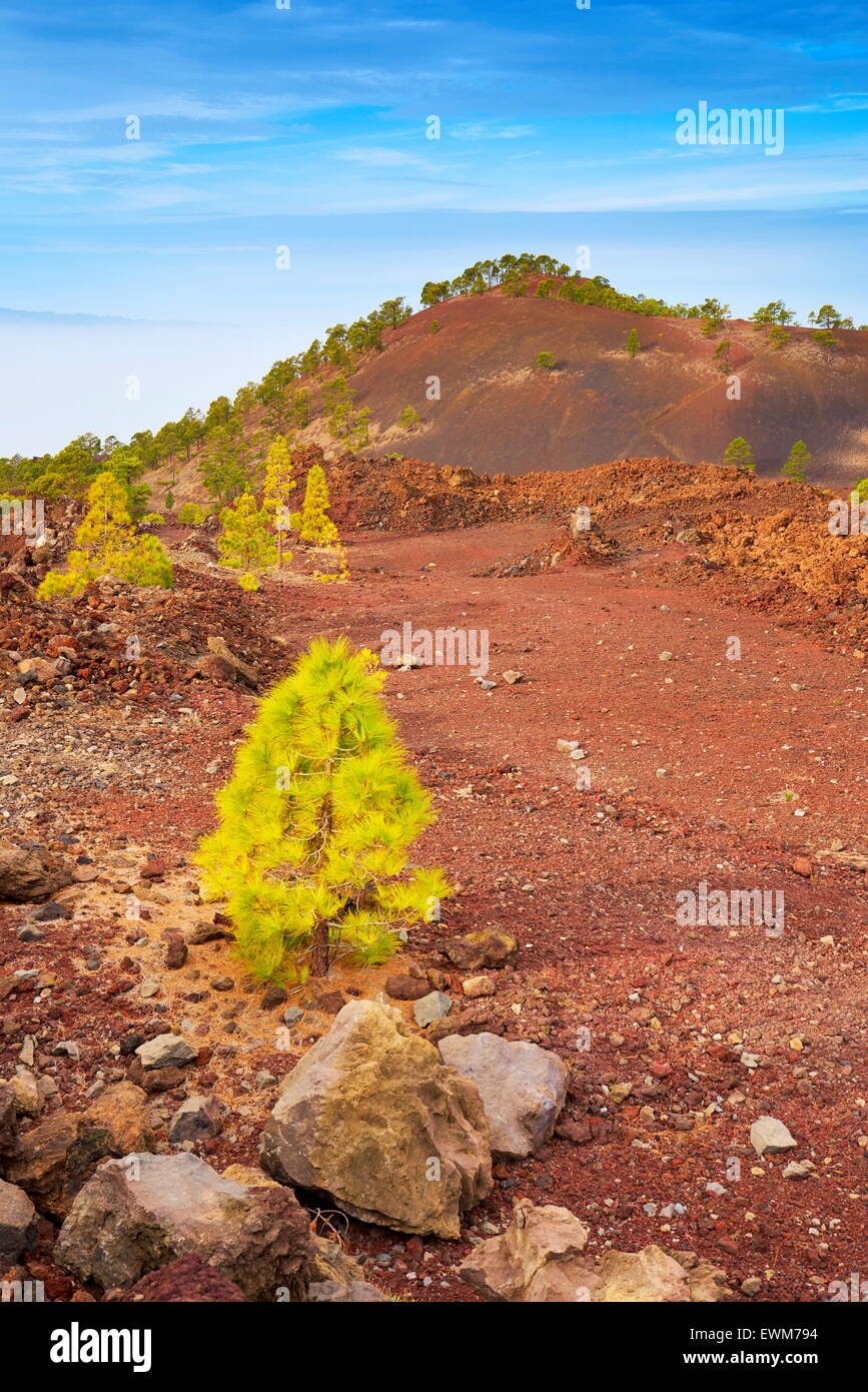 Volcanic landscape, Teide National Park, Tenerife, Canary Islands, Spain Stock Photo