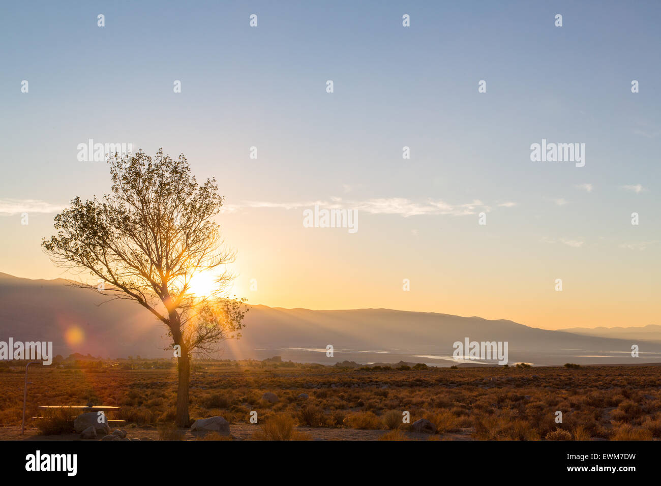 The sun rises over Lone Pine in the Alabama Hills, creating sun rays through a tree. Stock Photo